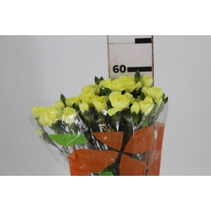 CRAVO SPRAY GUERNSEYELLOW 060 CM