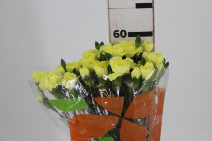 <h4>CRAVO SPRAY GUERNSEYELLOW 060 CM</h4>