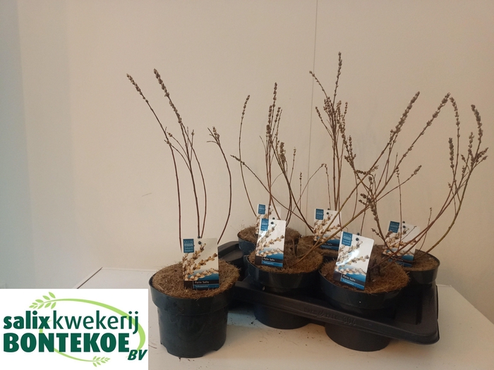 <h4>SALIX SUBOPPOSITA</h4>