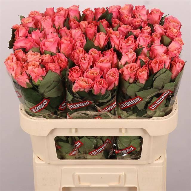 <h4>R GR MISS PIGGY+</h4>