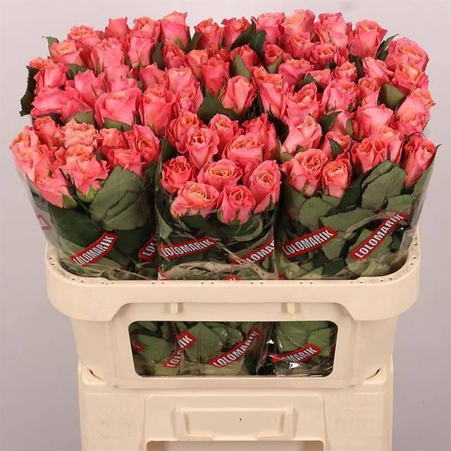 <h4>R GR MISS PIGGY+</h4>