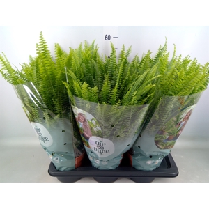 Nephrolepis exal. 'Green Lady'