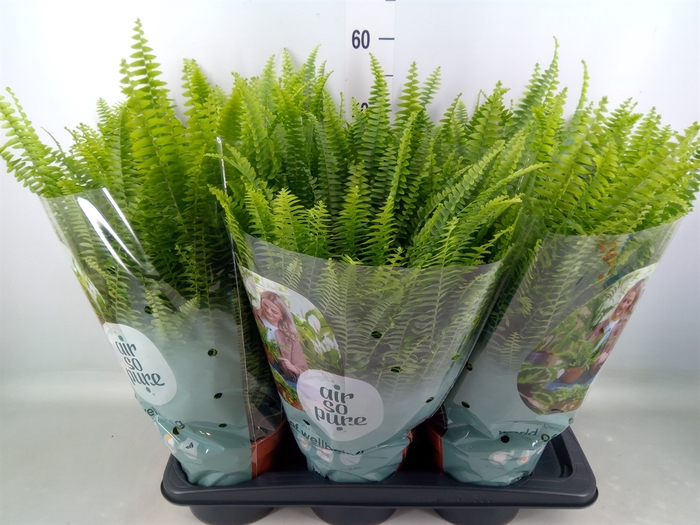 <h4>Nephrolepis exal. 'Green Lady'</h4>