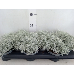 Leucophyta brownii