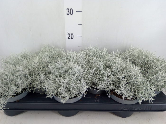 <h4>Leucophyta brownii</h4>