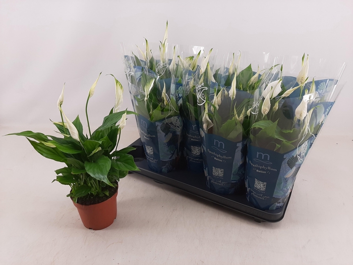 <h4>SPATH BELLINI</h4>