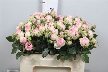 <h4>R Tr Charming Piano</h4>