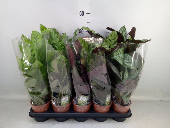 <h4>Calathea   ...mix 5</h4>