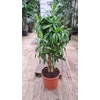 Dracaena Song of Jamaica