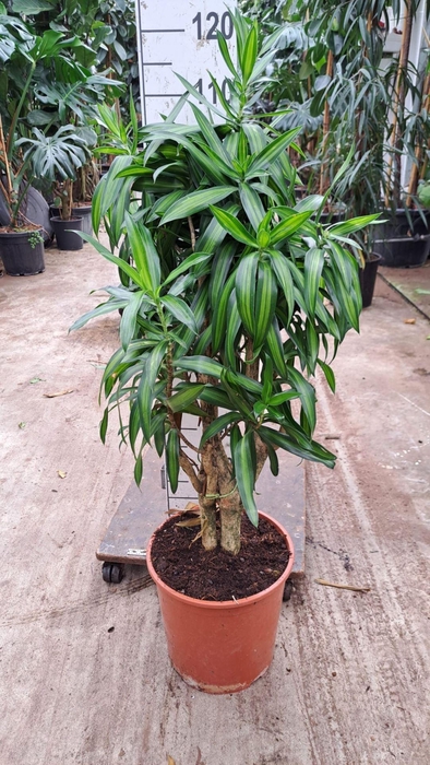 <h4>Dracaena Song of Jamaica</h4>