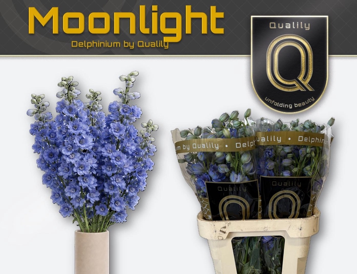 <h4>DELPH DU DELP MOONLI 80CM X40</h4>