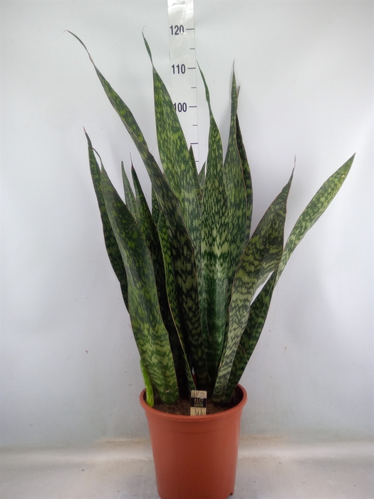 <h4>Sansevieria trifa.   ...</h4>