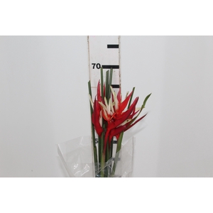 HELICONIA VELLOZIANA