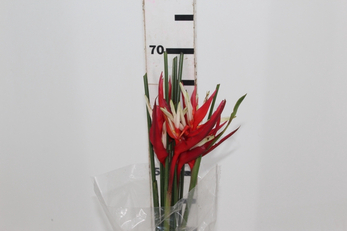 <h4>HELICONIA VELLOZIANA</h4>