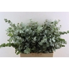 Euca Cinerea 300gr South Africa P Bunch