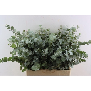 Euca Cinerea 300gr South Africa P Bunch