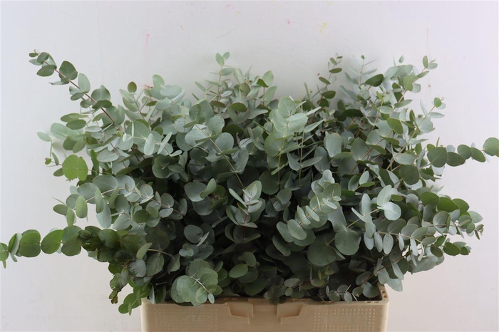 <h4>Euca Cinerea 300gr South Africa P Bunch</h4>