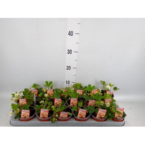 Fragaria   ...