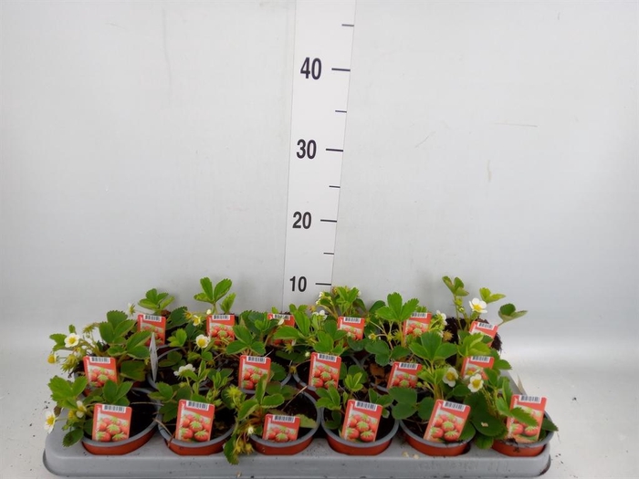 <h4>Fragaria   ...</h4>
