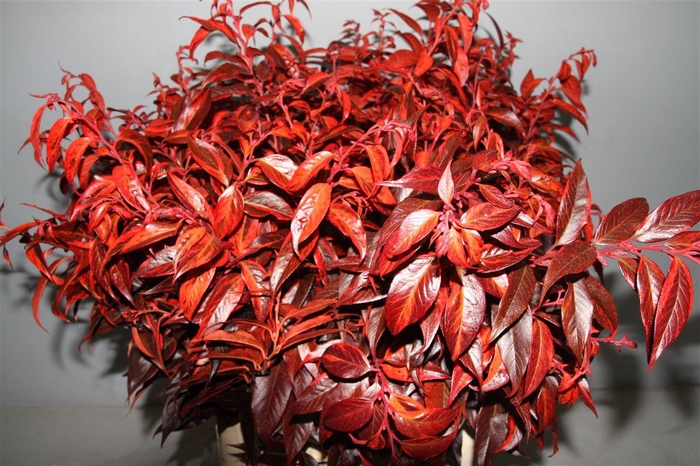 <h4>Conifeer Wit</h4>