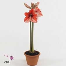 Hippeastrum DI 'Charisma'