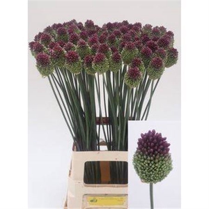Allium sphaerocephalon