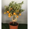 Citrus hystrix
