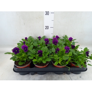 Viola corn. 'Evo Mini True Blue'