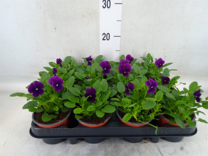 <h4>Viola corn. 'Evo Mini True Blue'</h4>