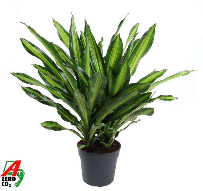 <h4>Dracaena Burley 3PP P34</h4>