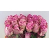 R GR QUEENS CROWN Welyflor
