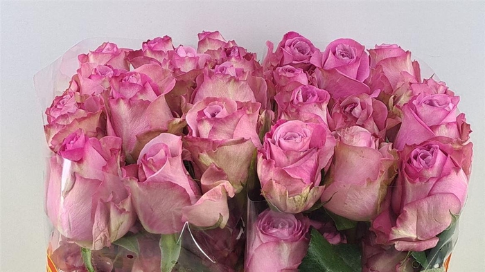 R GR QUEENS CROWN Welyflor