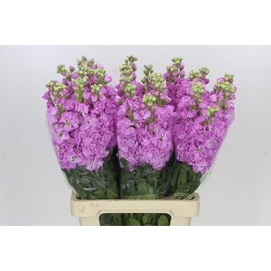 Matthiola Iron Pink