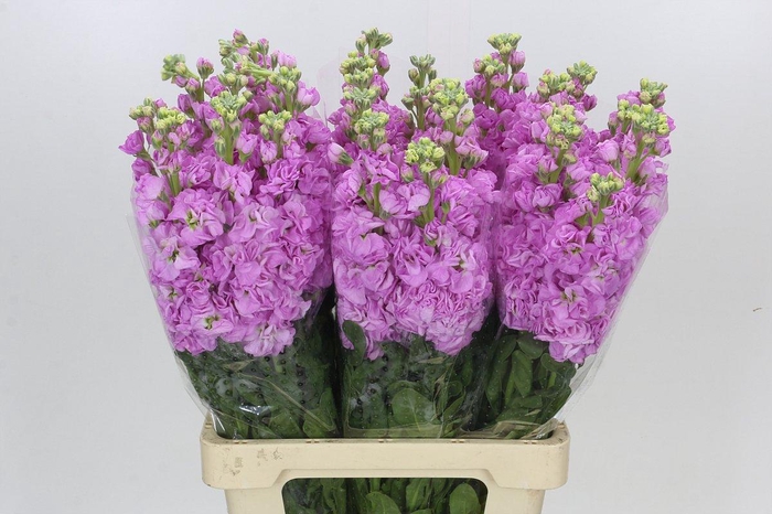 <h4>Matthiola Iron Pink</h4>
