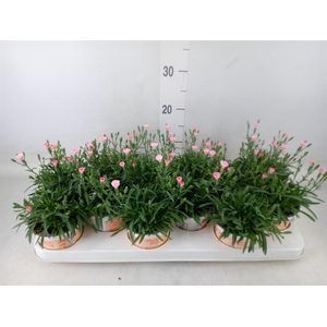 Dianthus  'Diantica Peach Party'
