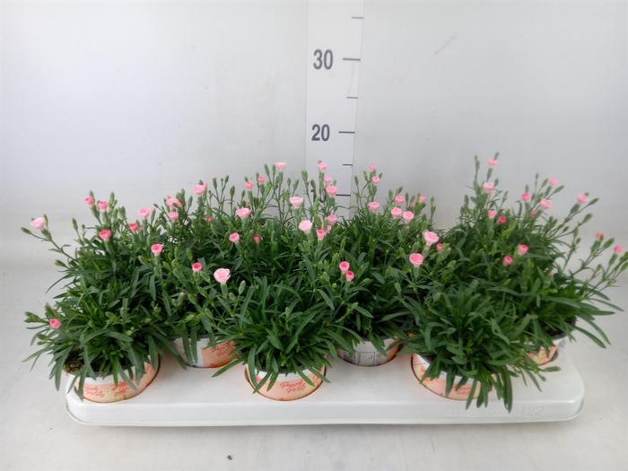 <h4>Dianthus  'Diantica Peach Party'</h4>