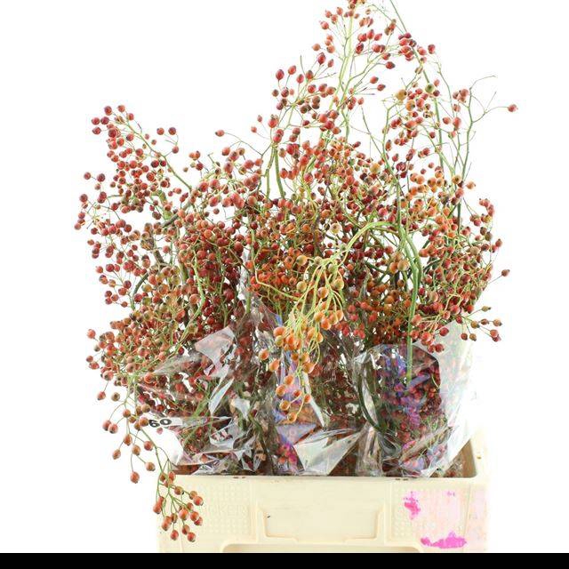 <h4>ROSA CORALLO</h4>