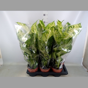 Dieffenbachia  'Mars'