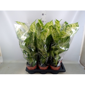 Dieffenbachia  'Mars'