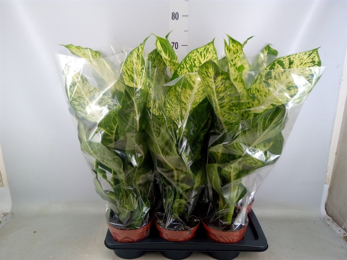 <h4>Dieffenbachia  'Mars'</h4>