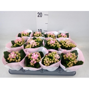 Kalanchoe blos.   ..rosebud