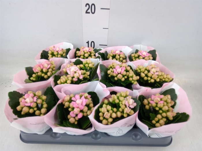 <h4>Kalanchoe blos.   ..rosebud</h4>