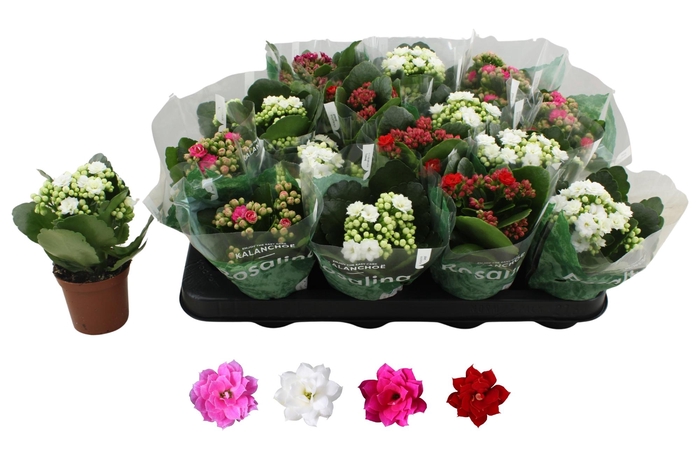 <h4>KAL GE RO GEM 4 KL</h4>