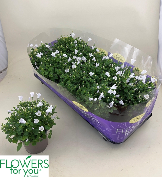 <h4>CAMP POR OCEAN</h4>