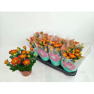 CHRYS ARTISTI POMONA