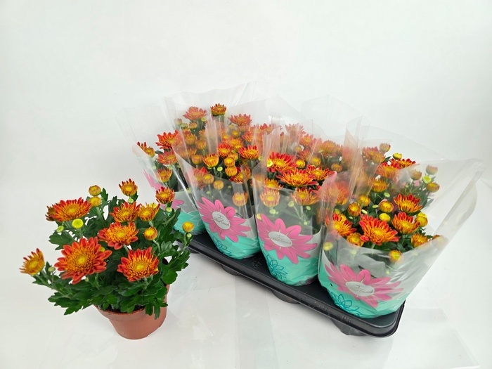 <h4>CHRYS ARTISTI POMONA</h4>