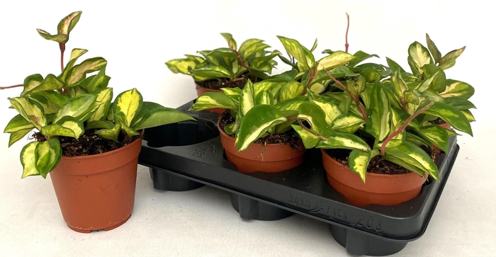 <h4>HOYA C TRICOLOR</h4>