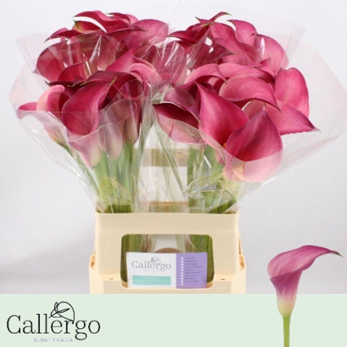 <h4>Zantedeschia pink jewel</h4>