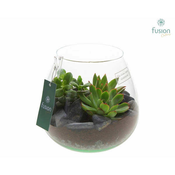 <h4>Green Bottle Abby Medium met Succulenten</h4>