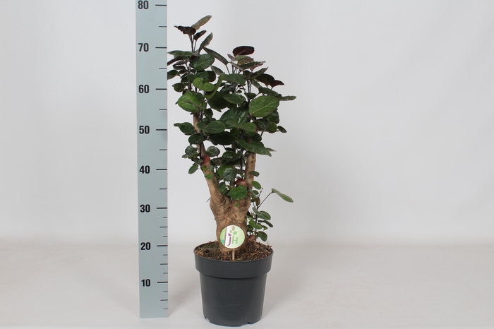 <h4>POLY FABIAN</h4>